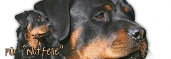 Spardose Rottweiler